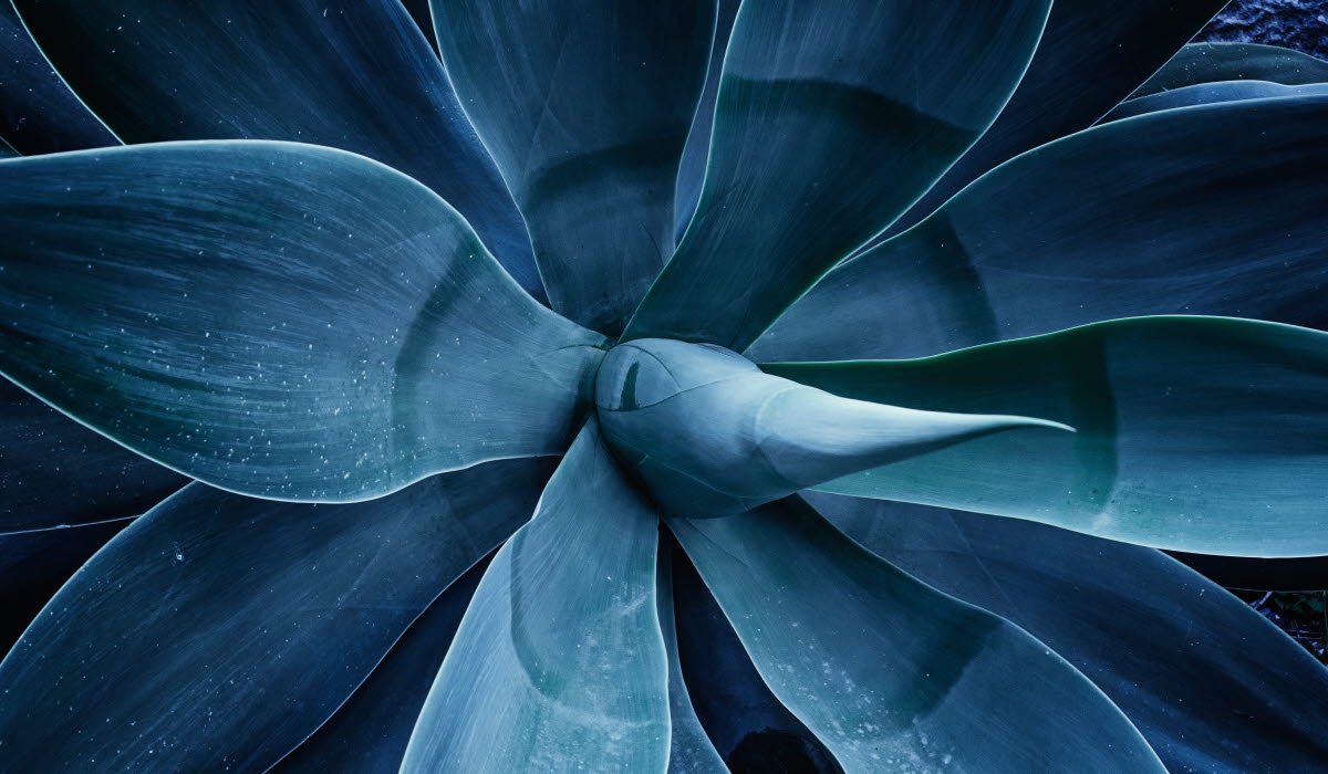 flower-blue-sustainability .jpg