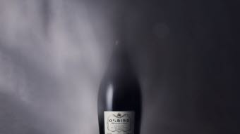 Oddbird-top-bild-1024x652