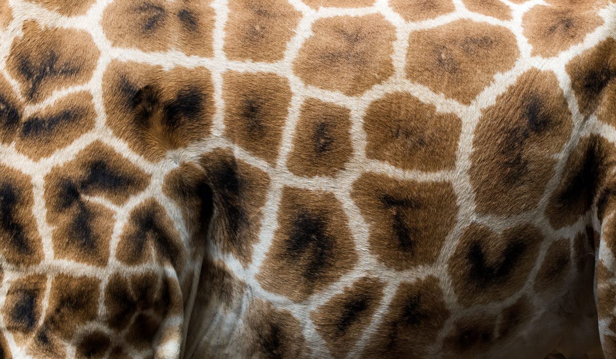 KENYA david-clode-WLig6zy_lKw-unsplash.jpg