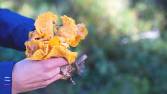 emmie_bolmstedt-foraging-12809