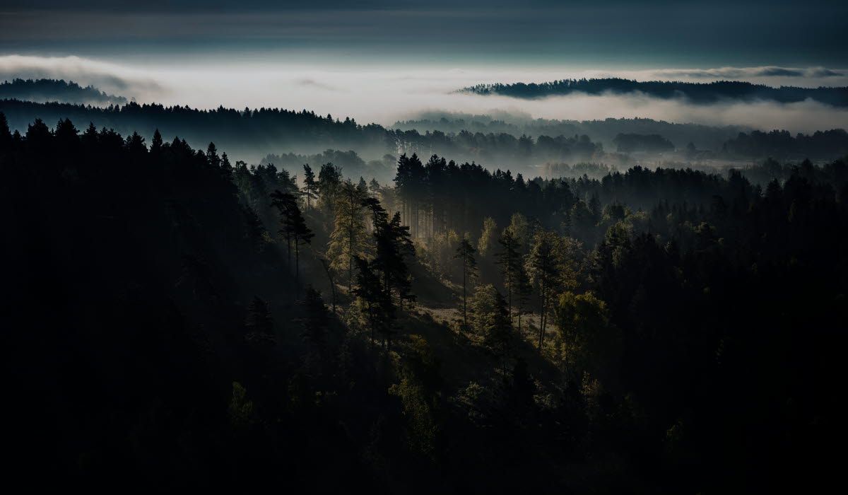 per_pixel_petersson-fog_over_forest-5228-FIX.jpg